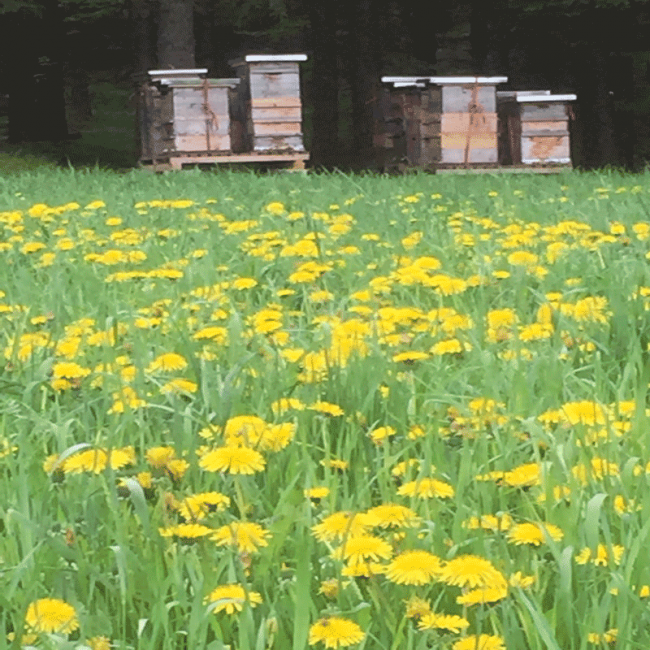 Wiese mit viel blühendem Löwenzahn und Bienenstöcken im Hintergrund