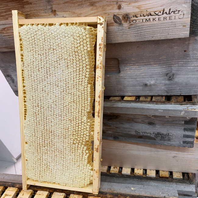 Honigwabe vor Bienstock