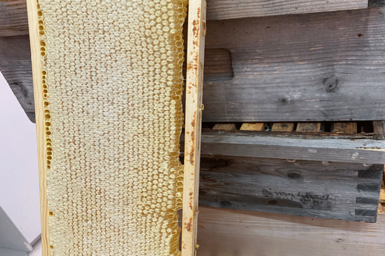 Honigwabe vor Bienstock